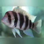 Frontosa Cichlid
