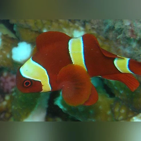 Gold Maroon Clownfish - Image 2