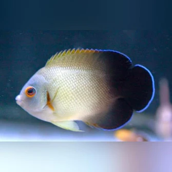 Half Black Angelfish