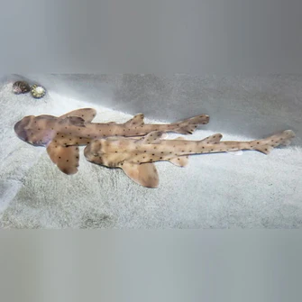 Horn Shark - Image 2