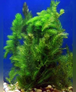 Hornwort