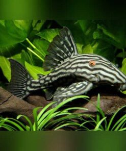 L-190 Royal Pleco