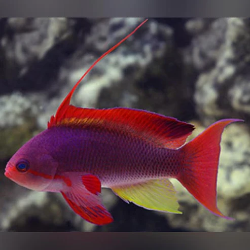 Squamipinis Blue Eye Anthias (Female) - Image 2