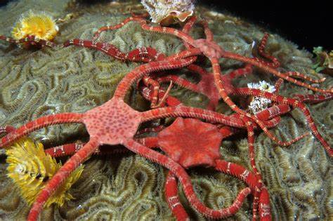 Brittle Starfish koi