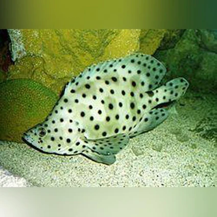 Panther Grouper - Image 3