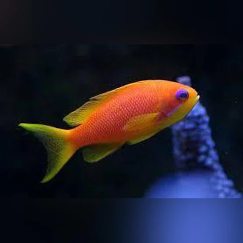 Squamipinis Blue Eye Anthias (Female)