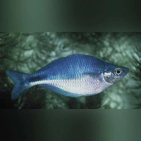 Turquoise Rainbowfish