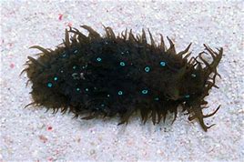 Blue Spot Sea Hare