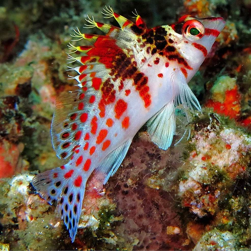 spotted hawkfish