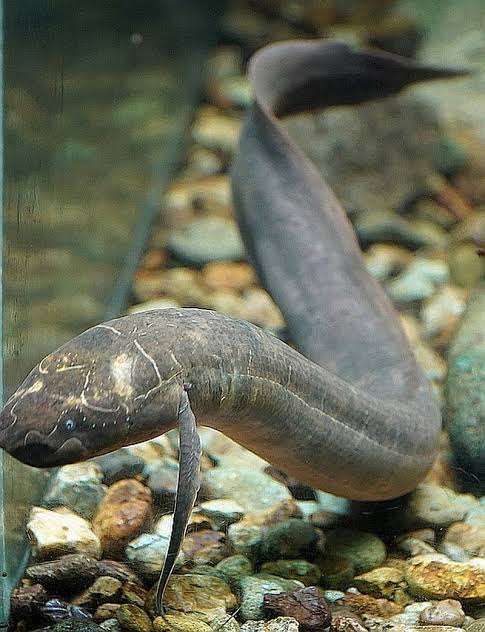 African Spotted Lungfish