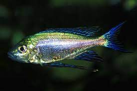 Featherfin Fucifer Cichlid