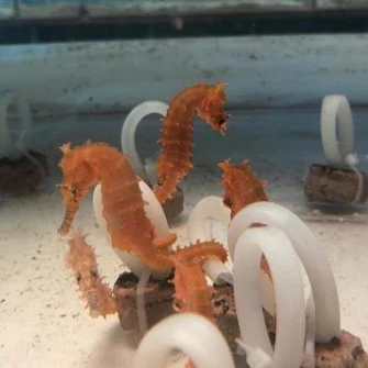 Orange Seahorse - Image 2