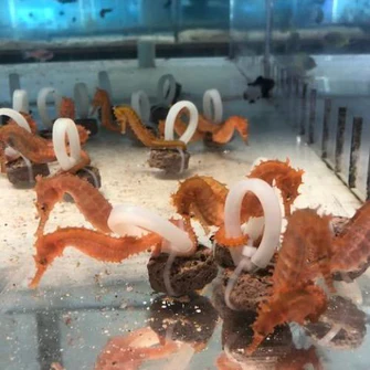 Orange Seahorse - Image 3