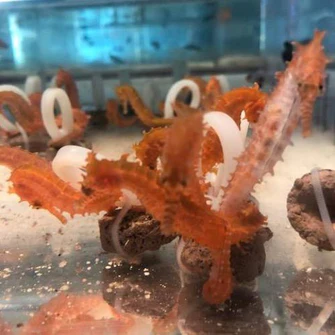 Orange Seahorse