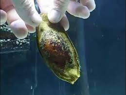 shark egg