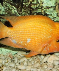 Midas Cichlid
