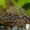 Bristlenose Pleco
