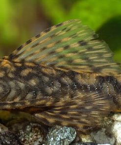 Bristlenose Pleco