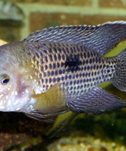 Green Terror Cichlid