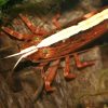 Bamboo Shrimp