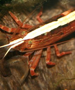 Bamboo Shrimp