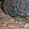 CPO Dwarf Orange Crayfish