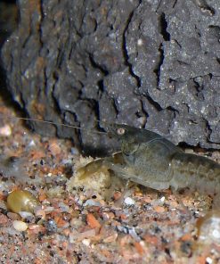 CPO Dwarf Orange Crayfish