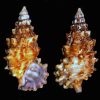 Cerith Snail