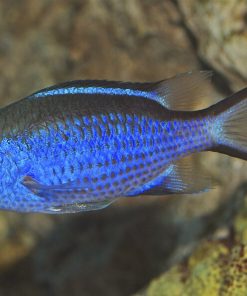 Blue Reef Chromis
