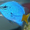 Yellowtail Damselfish