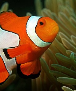 Ocellaris Clownfish