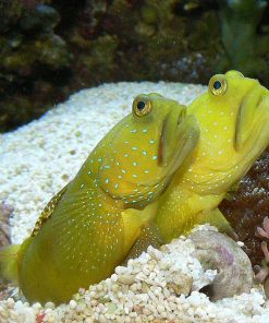 Yellow Watchman Goby