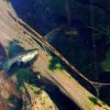 Twig Catfish