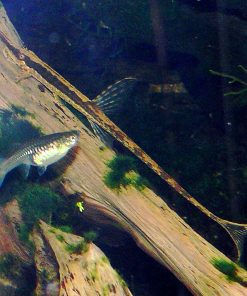Twig Catfish