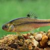 Rosy Red Minnow
