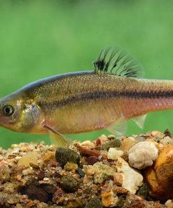 Rosy Red Minnow