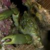 Emerald Crab