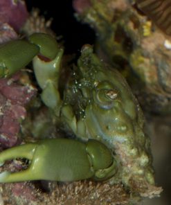 Emerald Crab