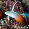 Firefish Goby