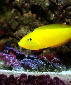 Yellow Coris Wrasse