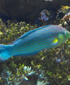Melanurus Wrasse