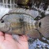 Texas Cichlid