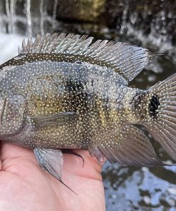 Texas Cichlid