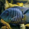 Severum Cichlid