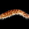 Sea Cucumber