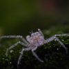 Thai Micro Crab