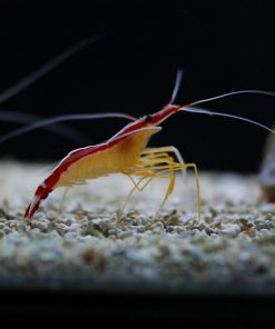 Skunk Cleaner Shrimp
