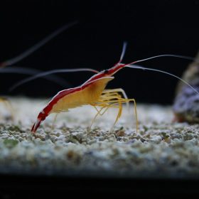 Skunk Cleaner Shrimp