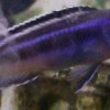 Electric Blue Johanni Cichlid