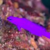 Orchid Dottyback